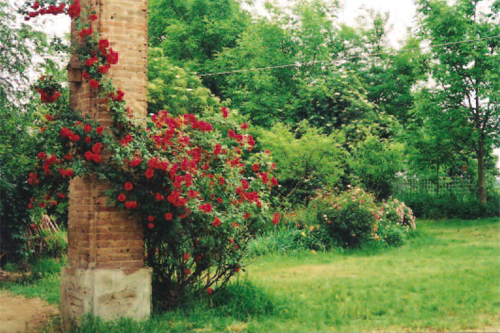 Azienda Agricola Nicoletta Calandra